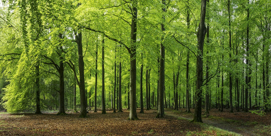 Unterschiedliche Arten von Brennholz