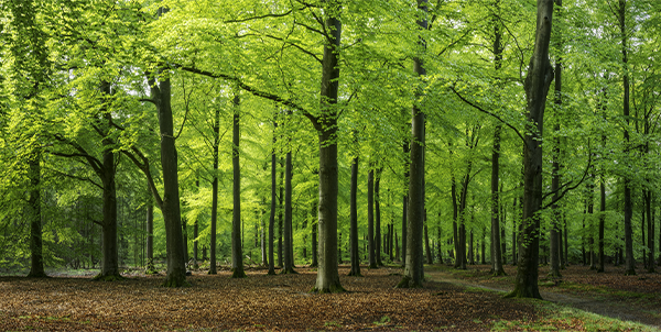 Brennholz-Arten_600x302px